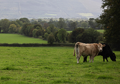 Good Herdsmen cattle in a field