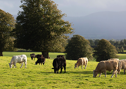 Good Herdsmen cattle in a field