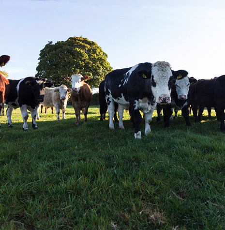 The Good Herdsmen Cattle Organic Pasture Raised Beef