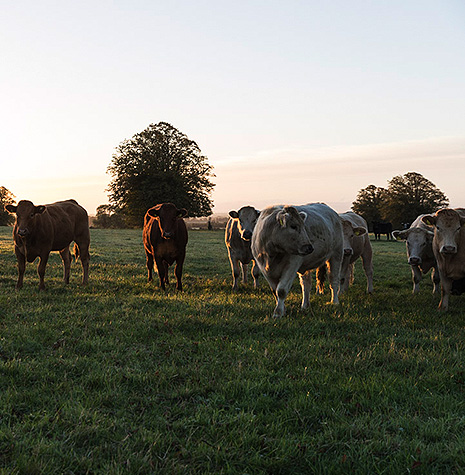 The Good Herdsmen Cattle Organic Pasture Raised Beef