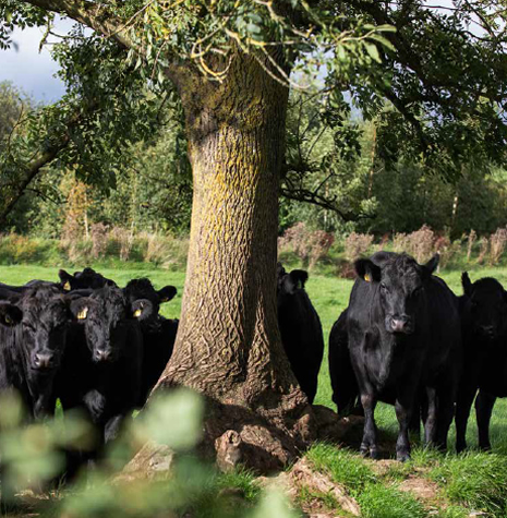 The Good Herdsmen Cattle under a tree Organic Pasture Raised Beef