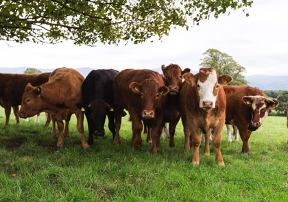 The Good Herdsmen organic pasture raised beef, cattle under a tree