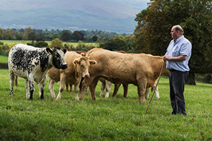 The Good Herdsmen cattle in a field