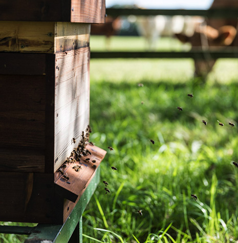 The Good Herdsmen bee hive