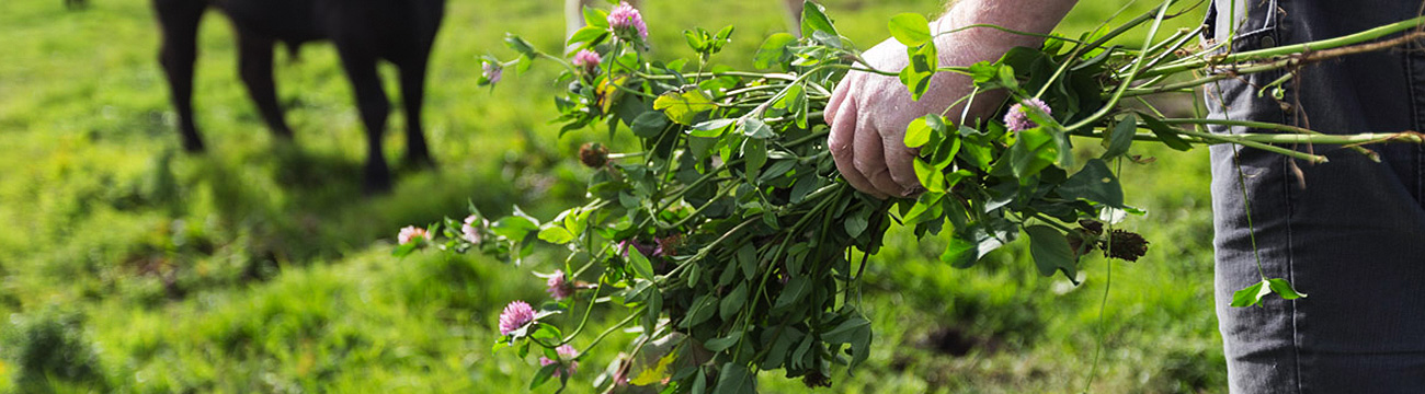 The Good Herdsmen Cattle Organic Pasture Raised Beef - farmer holding clover