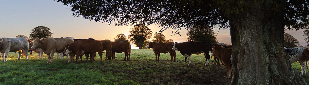 The Good Herdsmen Cattle Organic Pasture Raised Beef