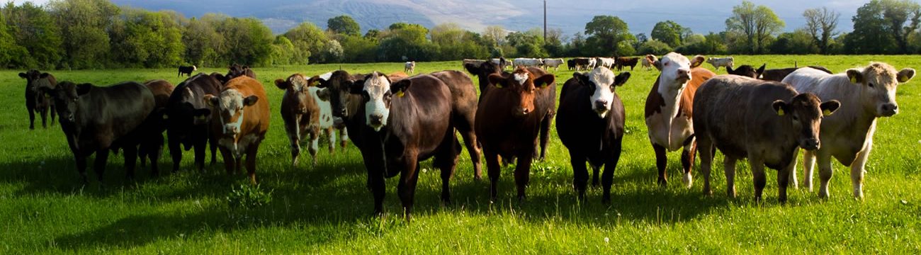The Good Herdsmen Cattle Organic Pasture Raised Beef