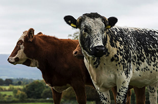 The Good Herdsmen cattle in a field