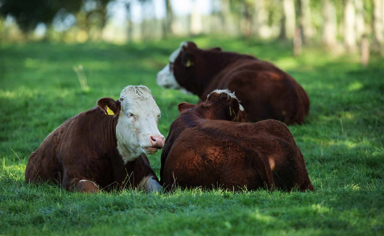 Good Herdsmen cattle