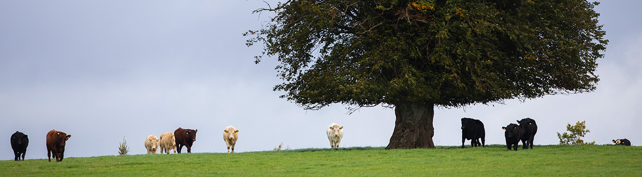 Good Herdsmen cattle in a field