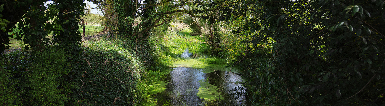 Good Herdsmen stream