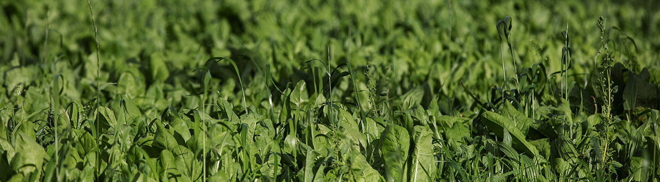 Good Herdsmen crops for cattle