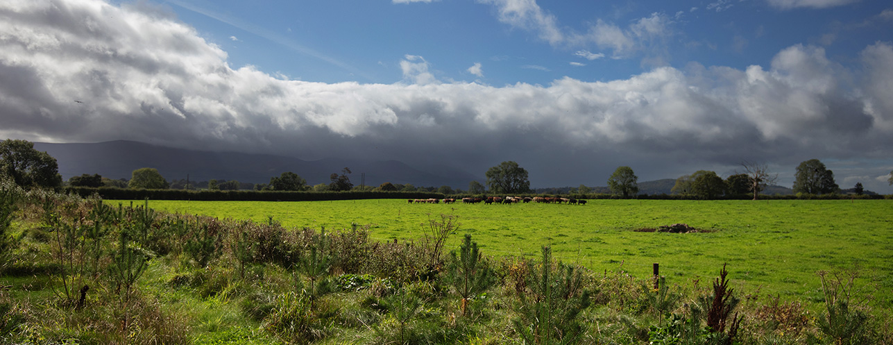 Good Herdsmen cattle in a field