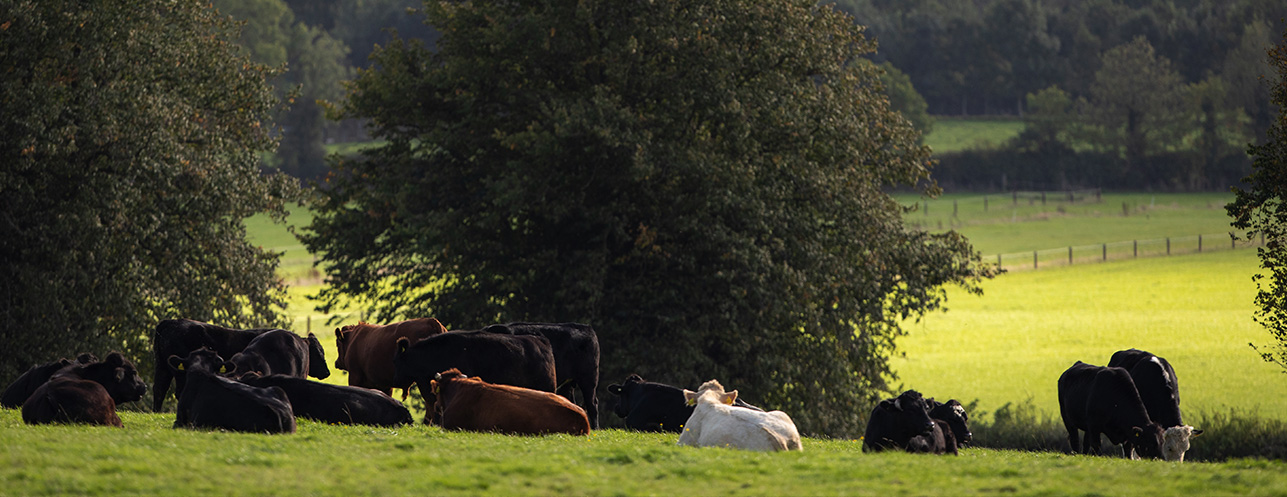 Good Herdsmen cattle in a field