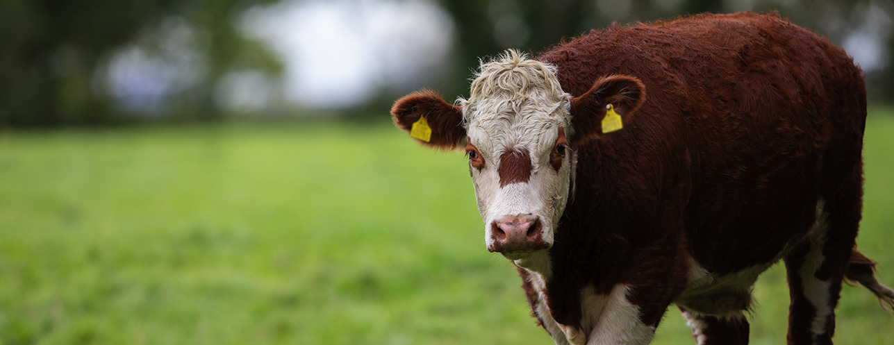 Good Herdsmen cattle in a field