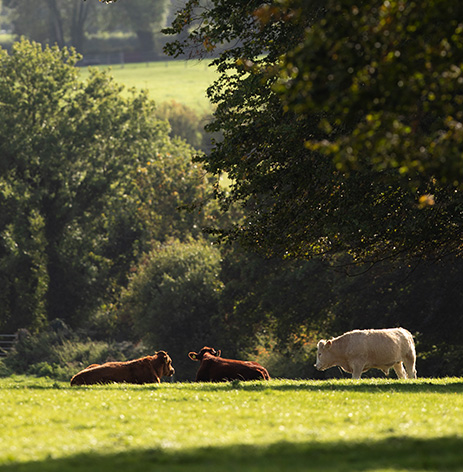 Good Herdsmen cattle in a field