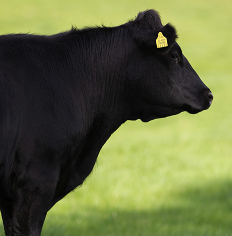 Good Herdsmen cattle in a field