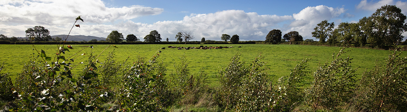 Good Herdsmen cattle in a field