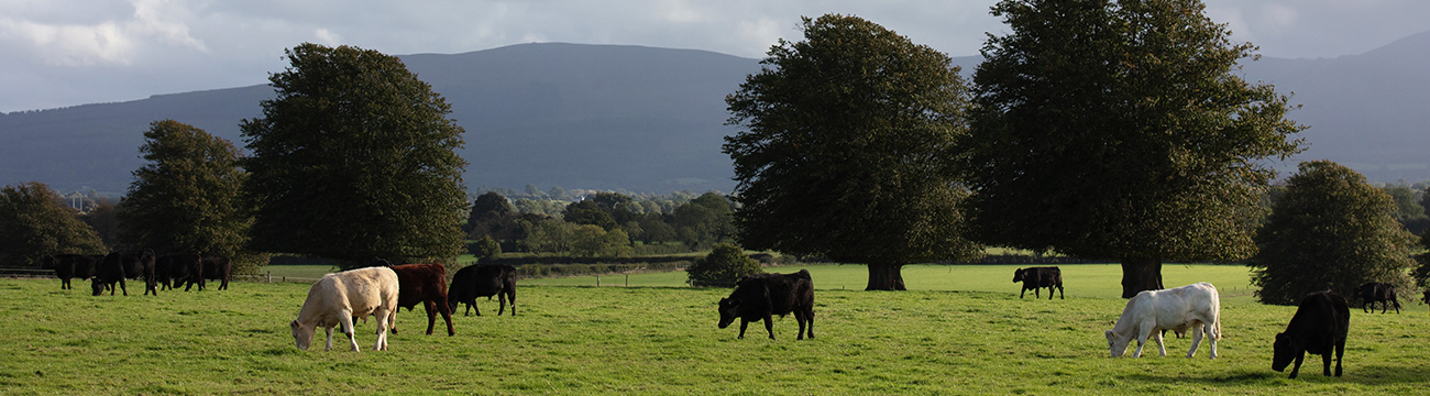 Good Herdsmen cattle in a field