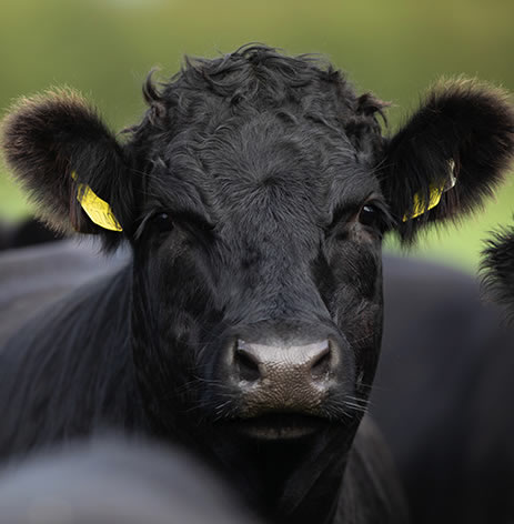 Good Herdsmen cattle in a field