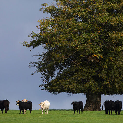 Good Herdsmen cattle in a field