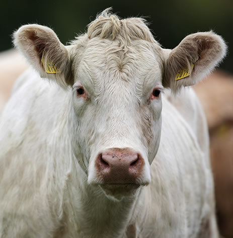 Good Herdsmen cattle in a field