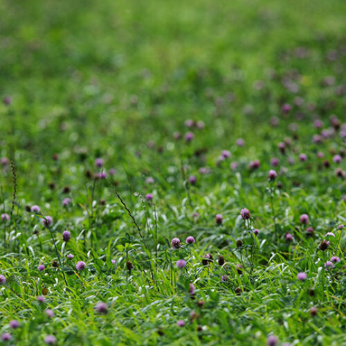 Good Herdsmen clover